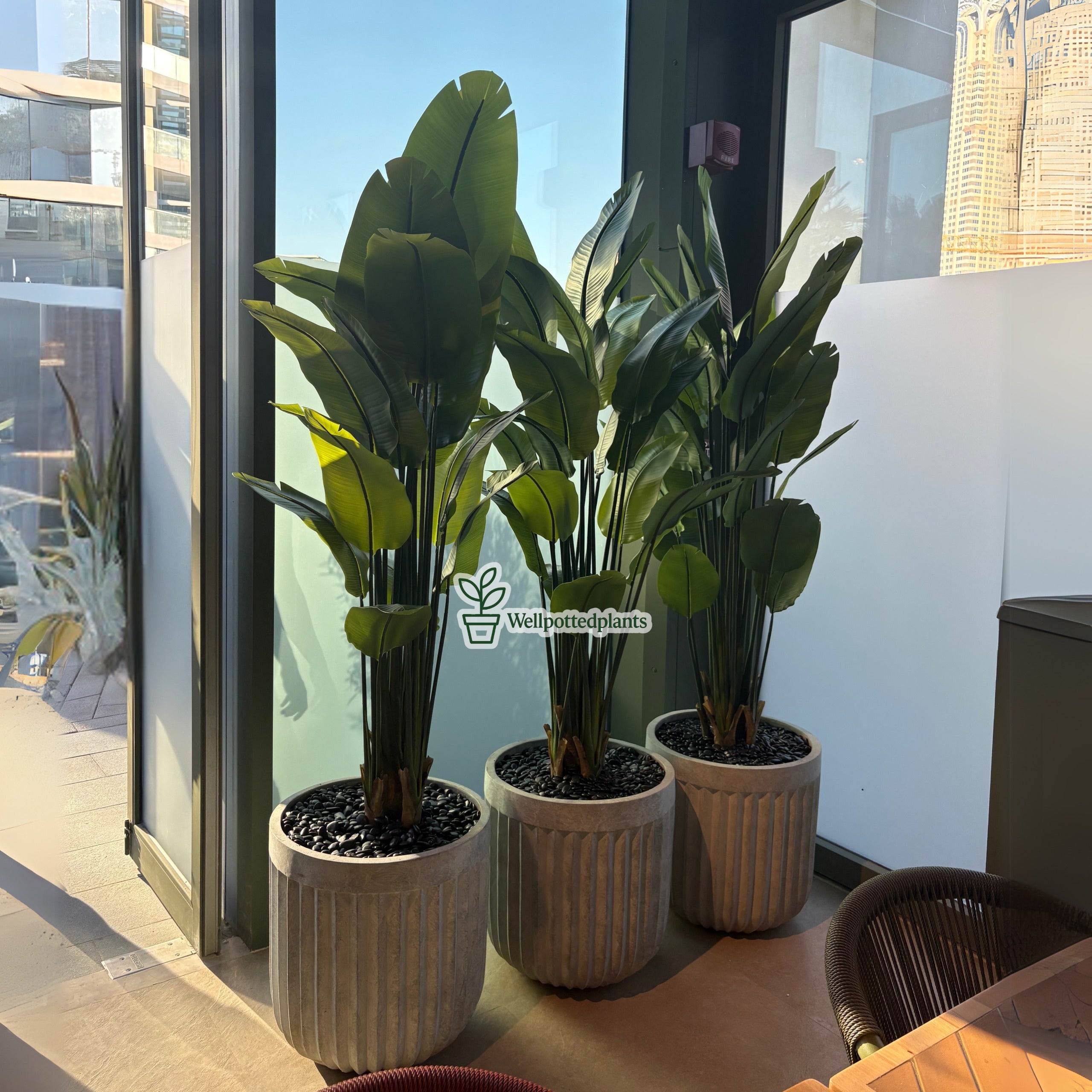 Artificial Giant Bird of Paradise Premium in Rustic Fiber Pot indoor Plants Dubai