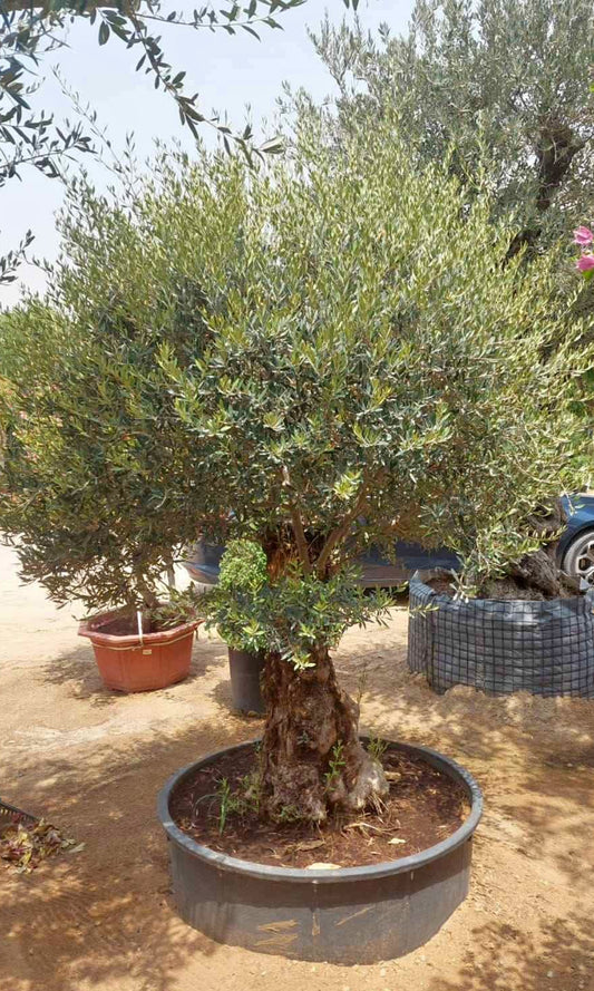 Olive Tree Premium from Palestine Extra Large