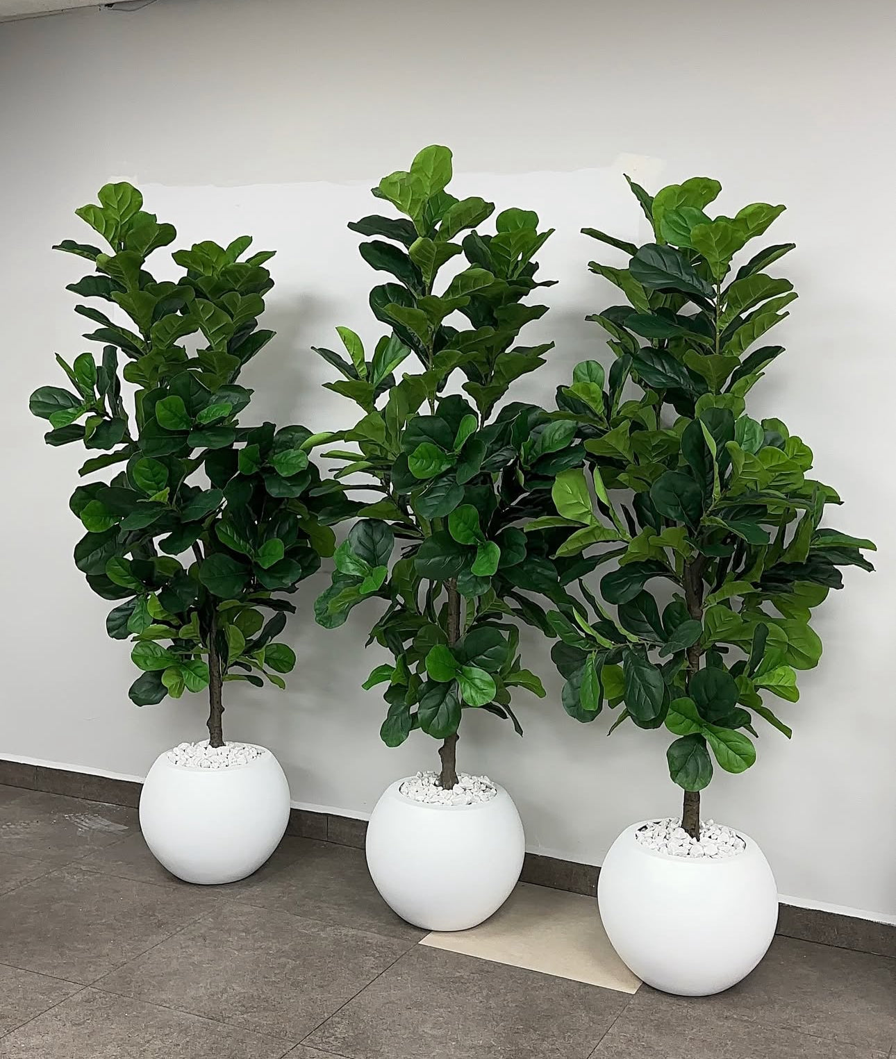 Artificial Fig Fiddle Tree Big in White Fiber Pot 2m