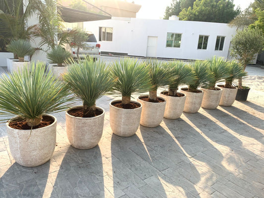 Outdoor Plant Yukka in Beige Pot