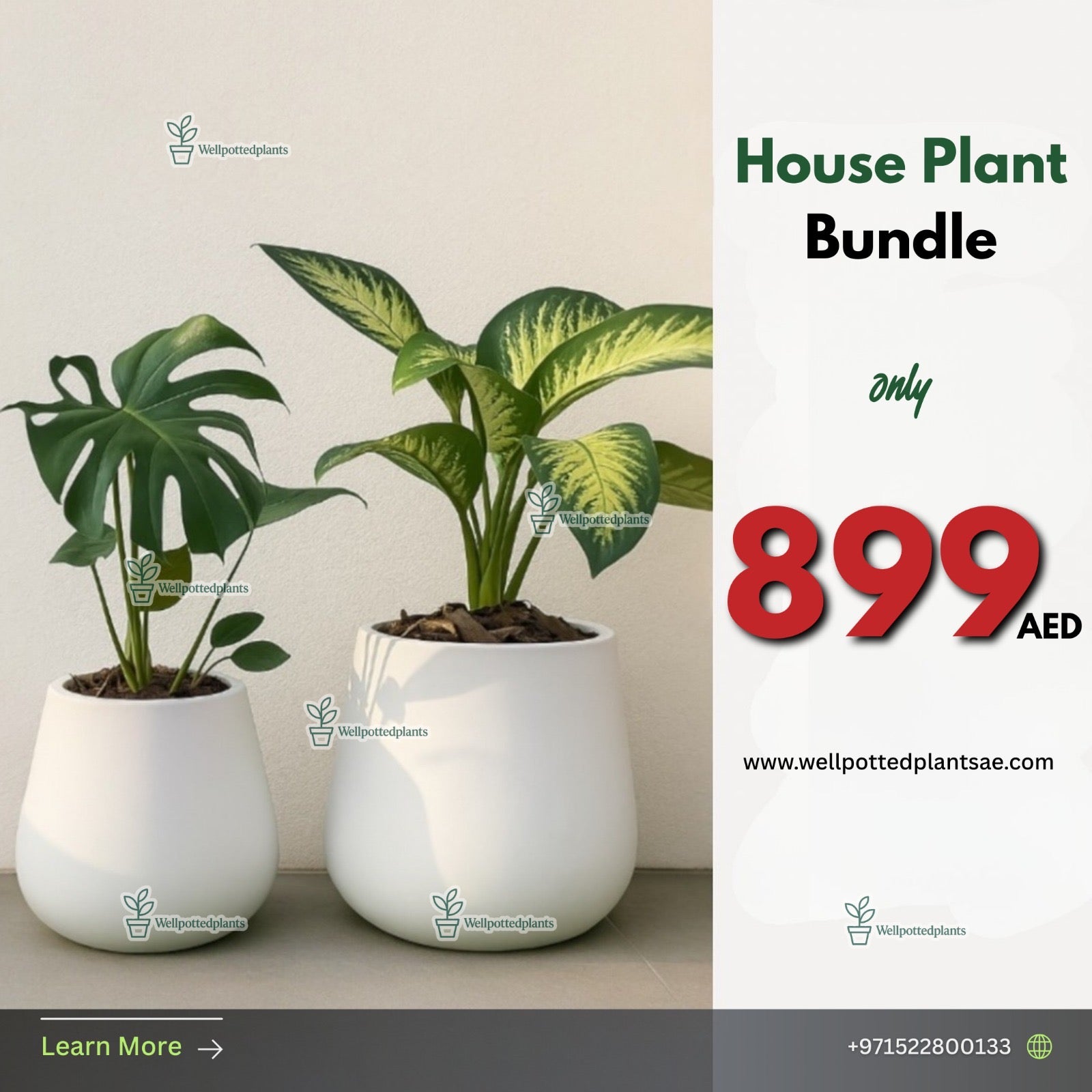 Office Plants Air Purifying Monstera + Morning Dew Premium Bundle in Fiber