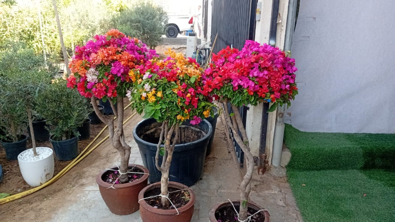 Balcony Bougainvillea Bonsai Plants UAE. Potted plants with colorful flowers on a patio