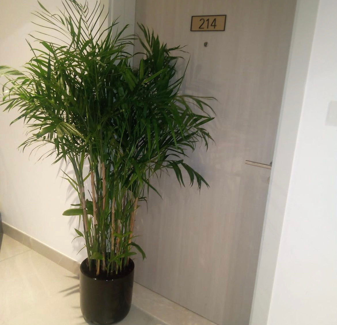 Bamboo Palm Pet-Friendly Office Plants Dubai. A potted bamboo palm plant placed beside a door inside an office environment.