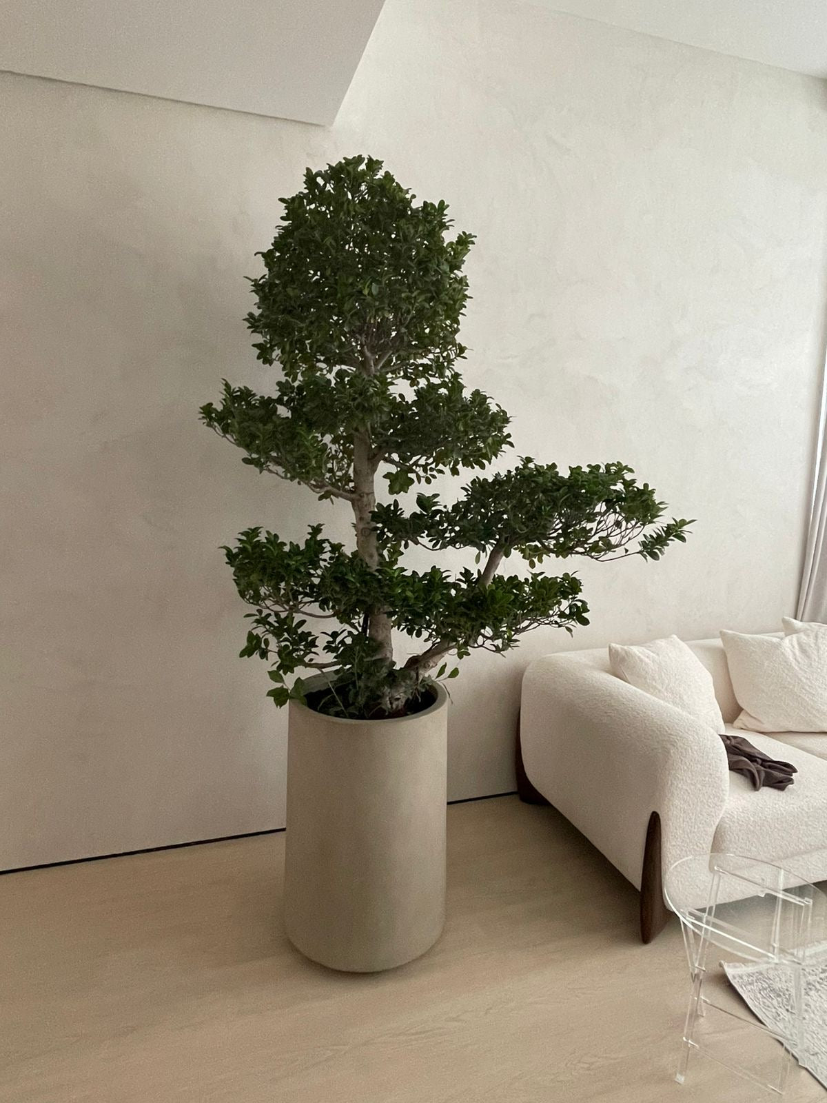 Big Bonsai Premium XL Size in Fiber Matte Beige Indoor Plants UAE
