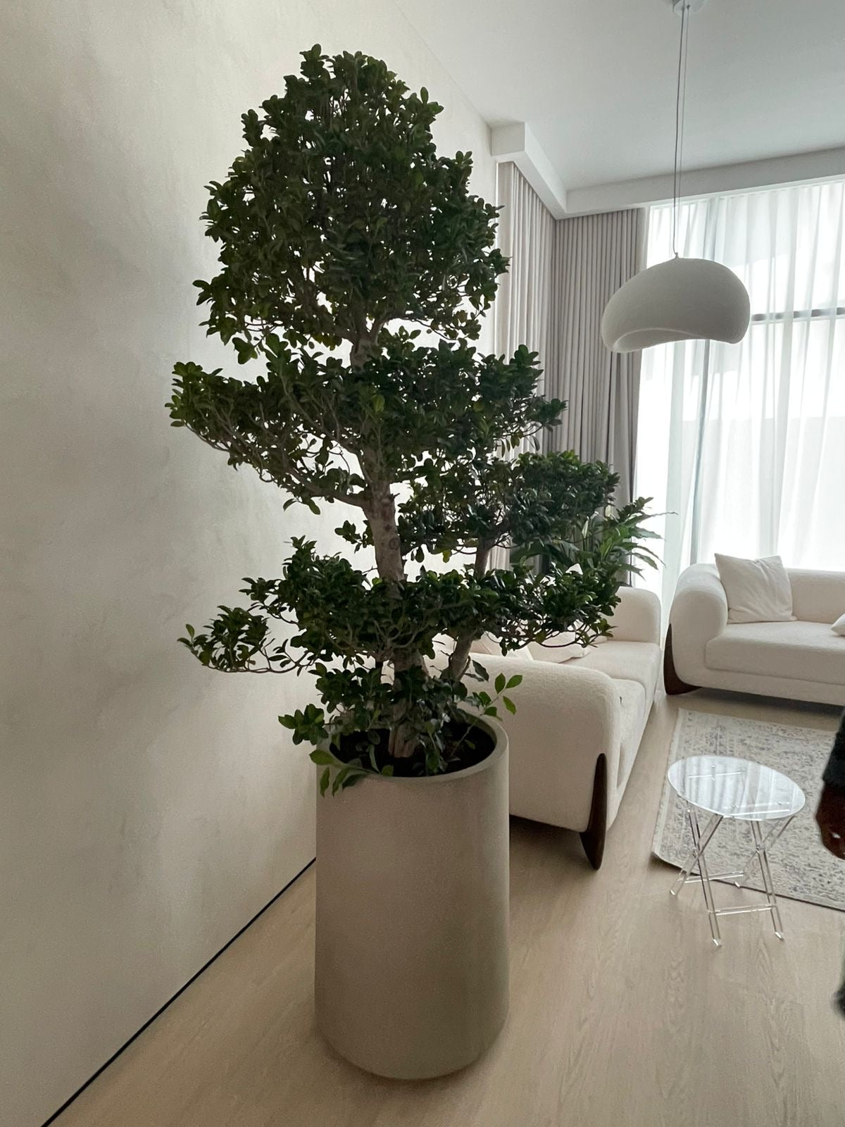 Big Bonsai Premium XL Size in Fiber Matte Beige Plants UAE