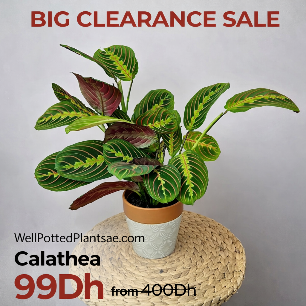 Potted plant with clearance sale text and pricing on a gray background