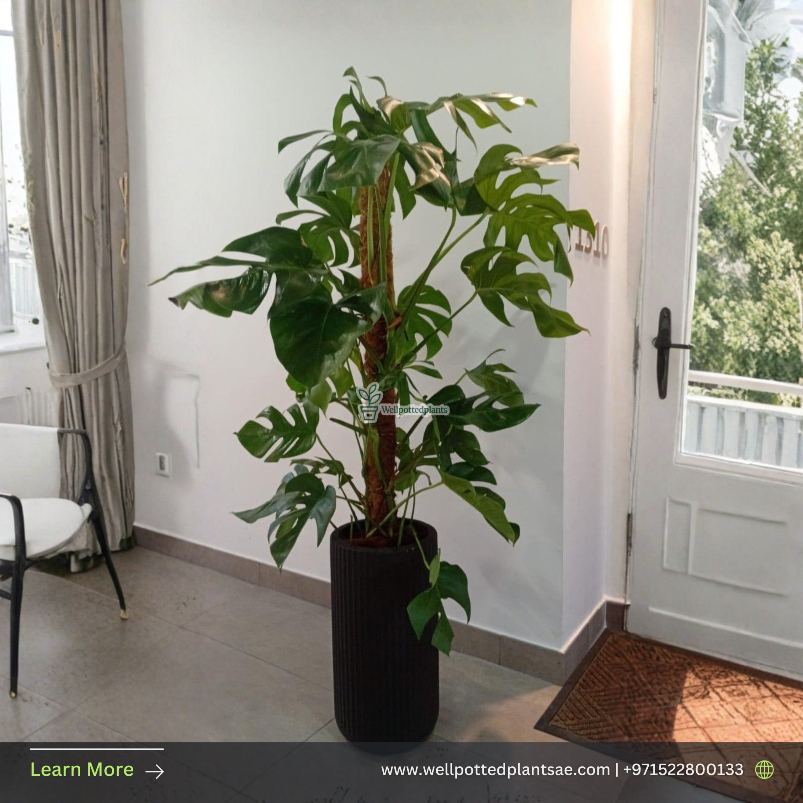 Big Monstera Holland Plant in Black Matte Plants UAE.