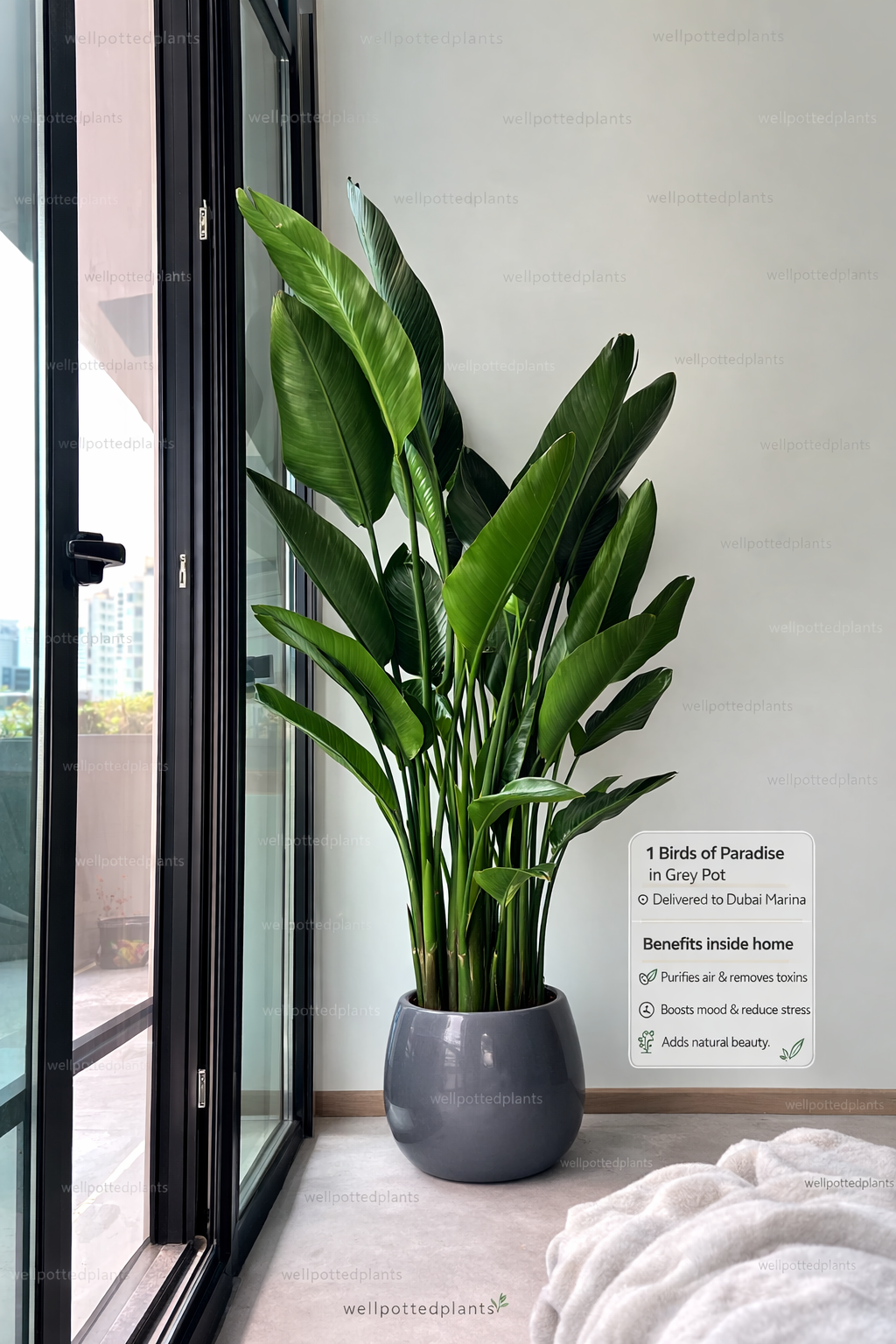 Potted plant in a modern interior setting with a window in the Bird of Paradise Big background.