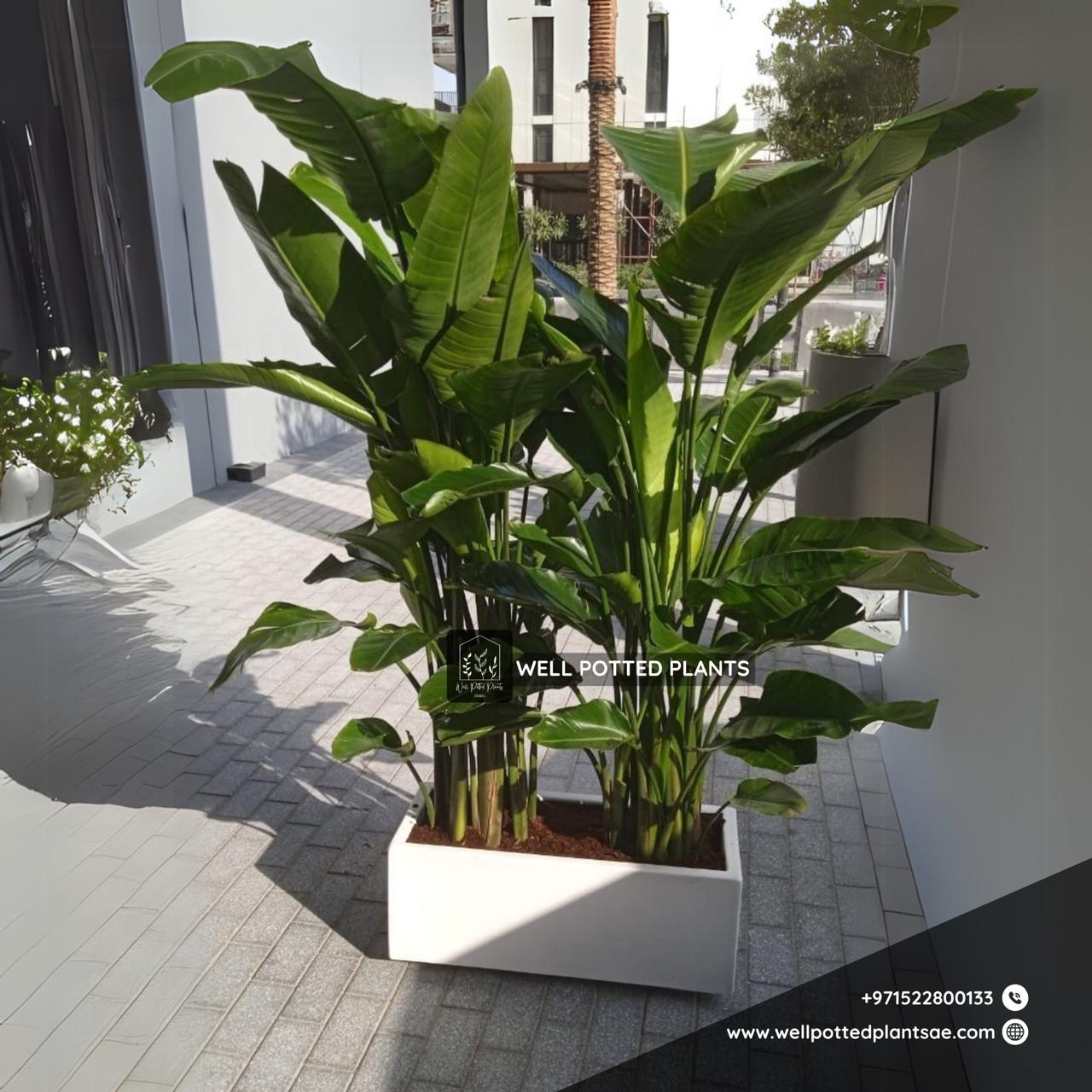 Bird of Paradise Bundle in Fiber Plants UAE