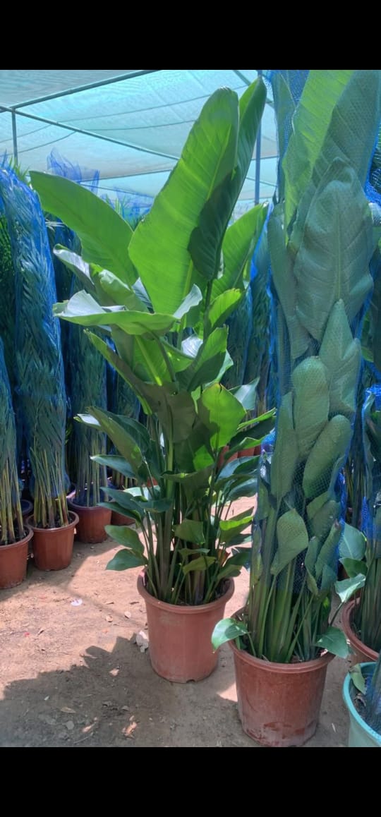 Bird of Paradise Members Exclusive Deal 110cm to 130cm-199DH. Potted plants in a greenhouse setting with blue tarp in the background