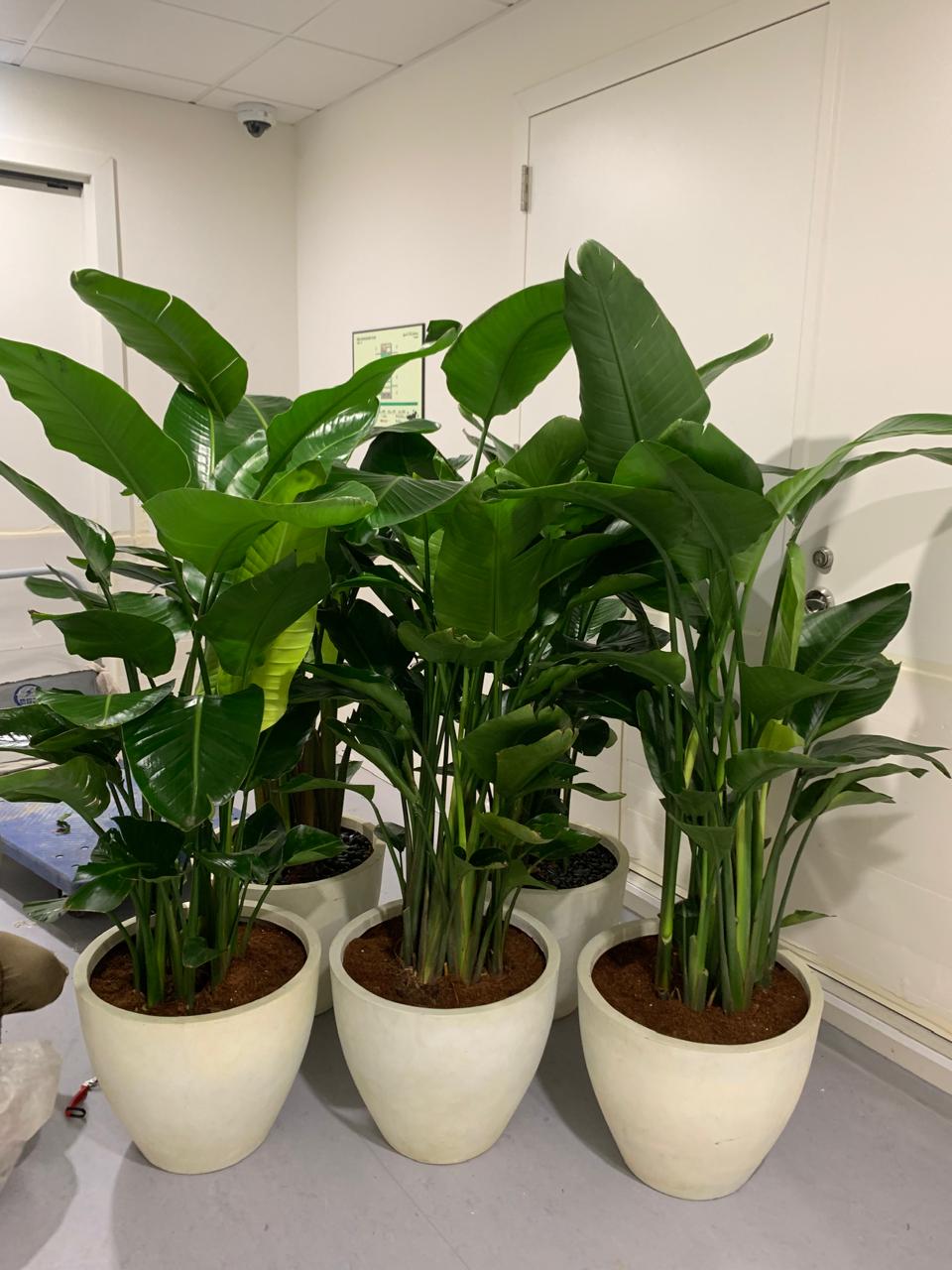 Bird of Paradise Premium Holland Origin in Fiber Classy Pot 2m XLarge Indoor Plants UAE