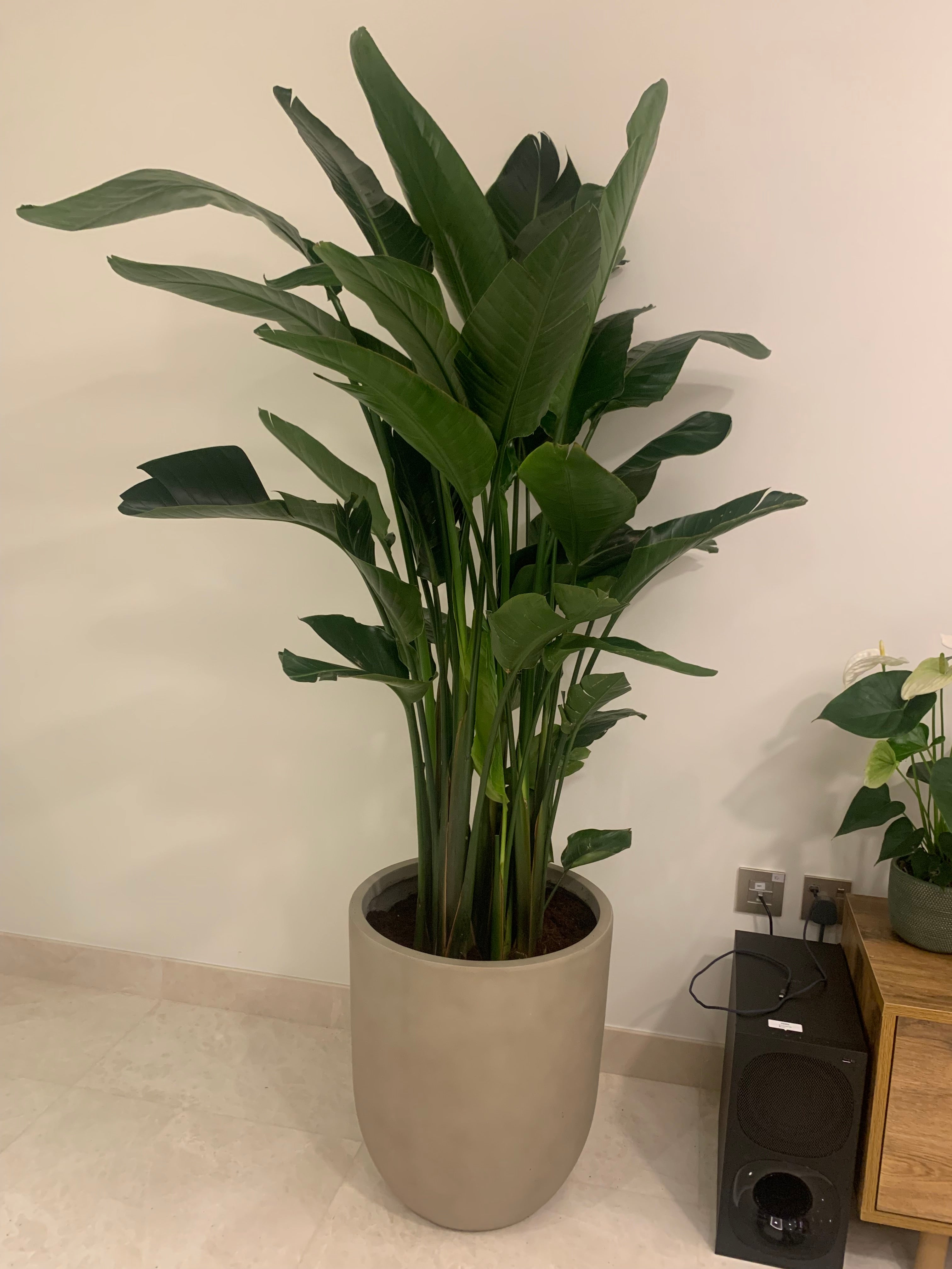 Bird of Paradise Premium in Beige Classy Fiber Pot Plants Dubai