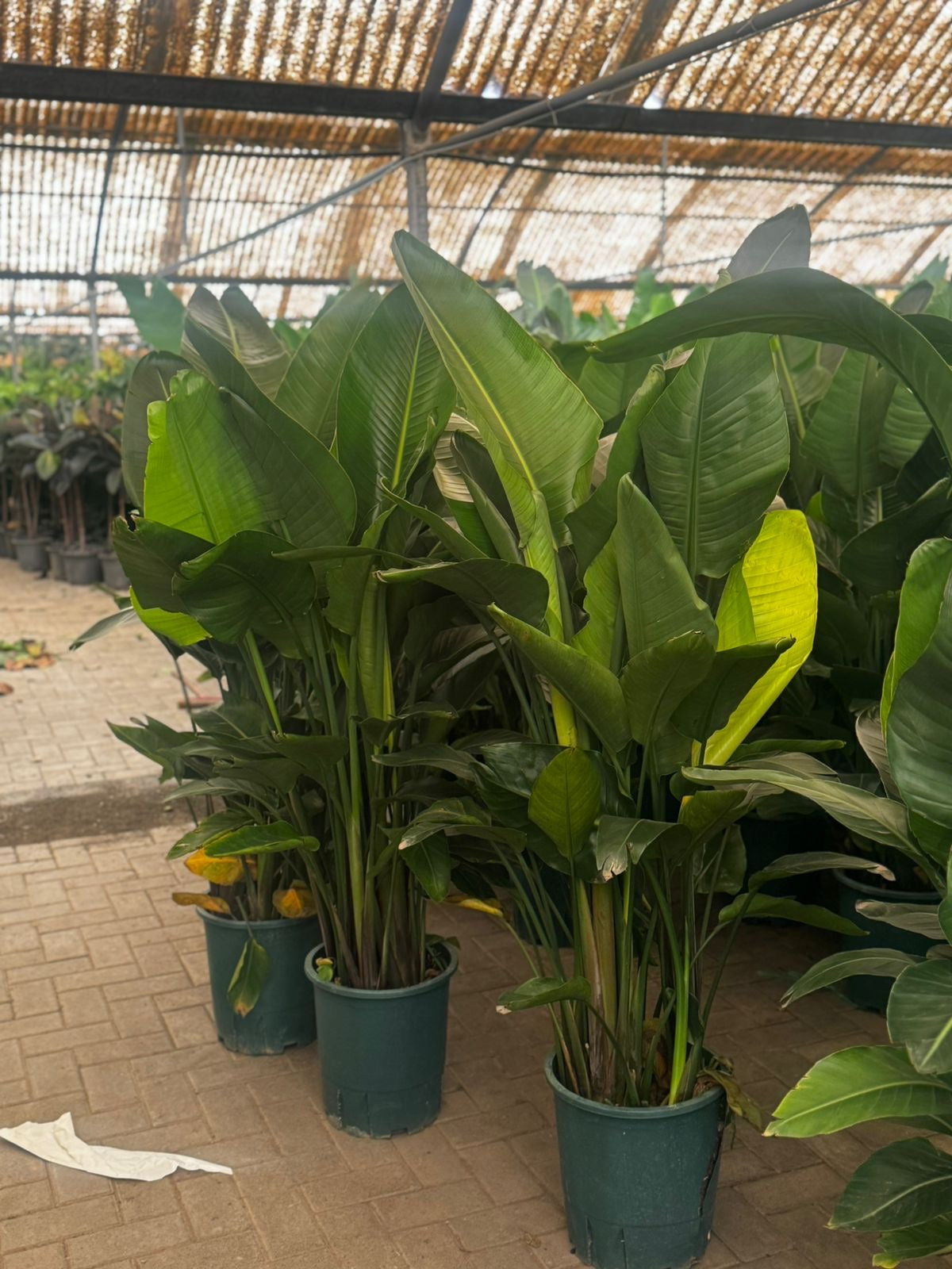 Bird of Paradise Promo 130-150cm Outdoor Plants UAE