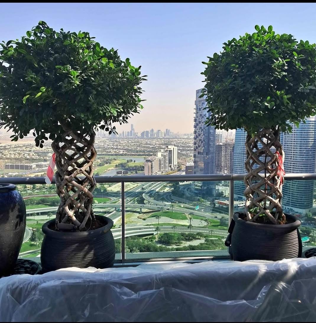 Bonsai Ficus Twisted 15 yr old Plant Each Plants UAE.