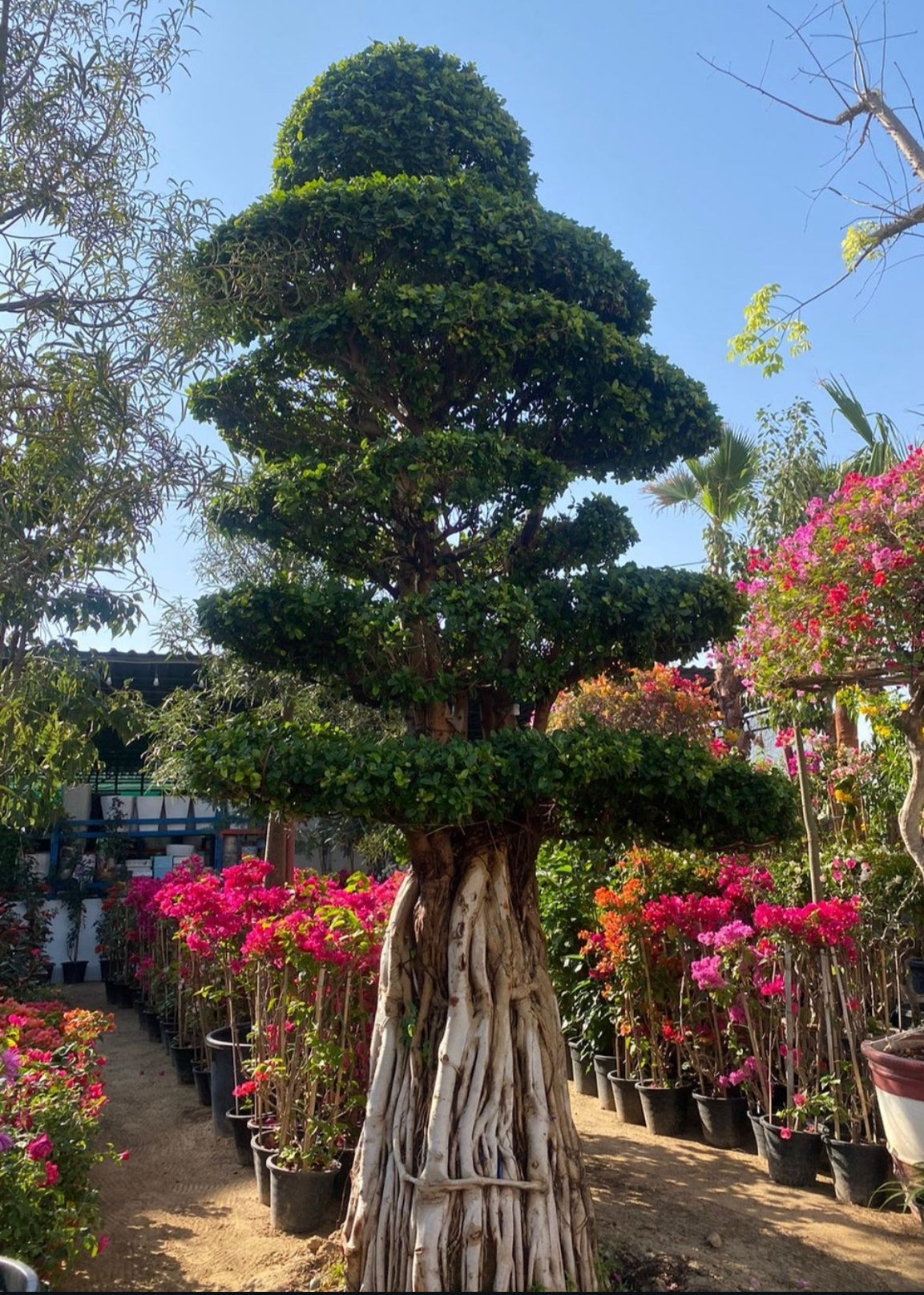 Bonsai Giant 80 yr old Outdoor Plants UAE.