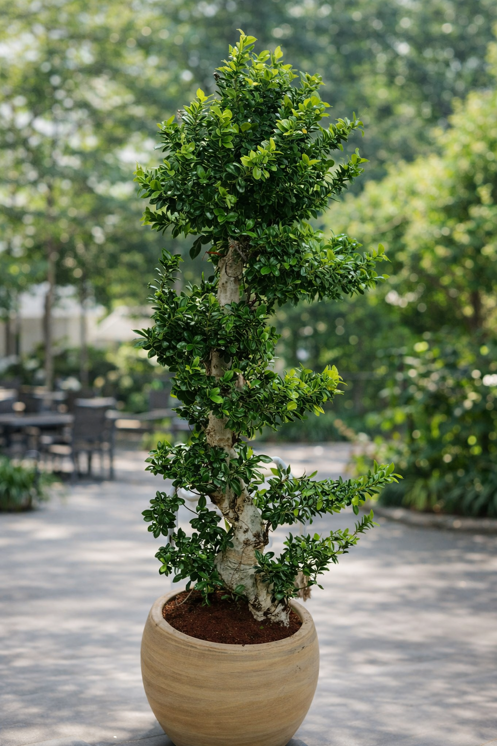 Bonsai Large in Beige Plants UAE. Potted tree with a spiral trunk design on a patio.