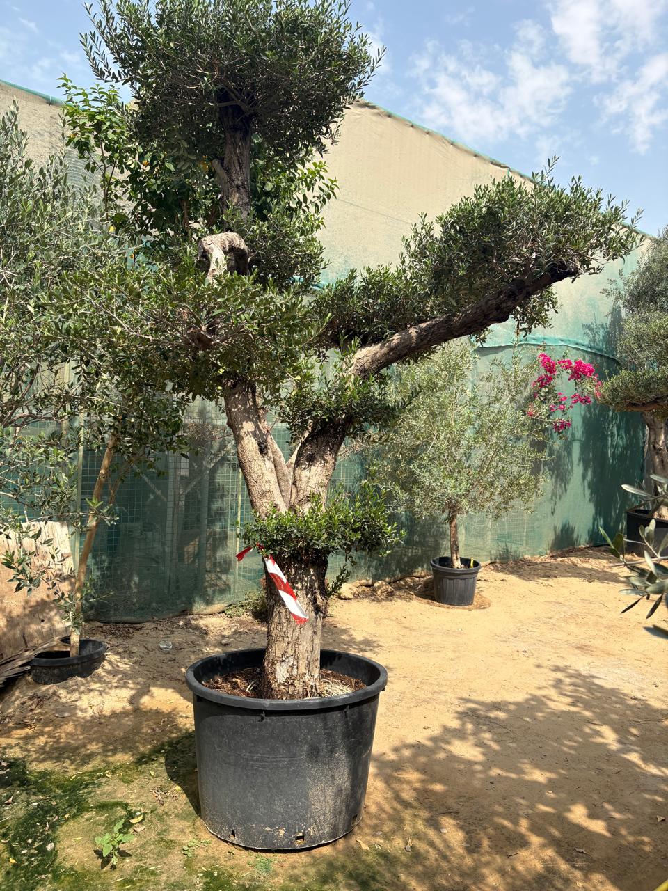Bonsai Olive Tree Plants UAE. Potted olive tree in an outdoor setting with a green fence and blue sky.