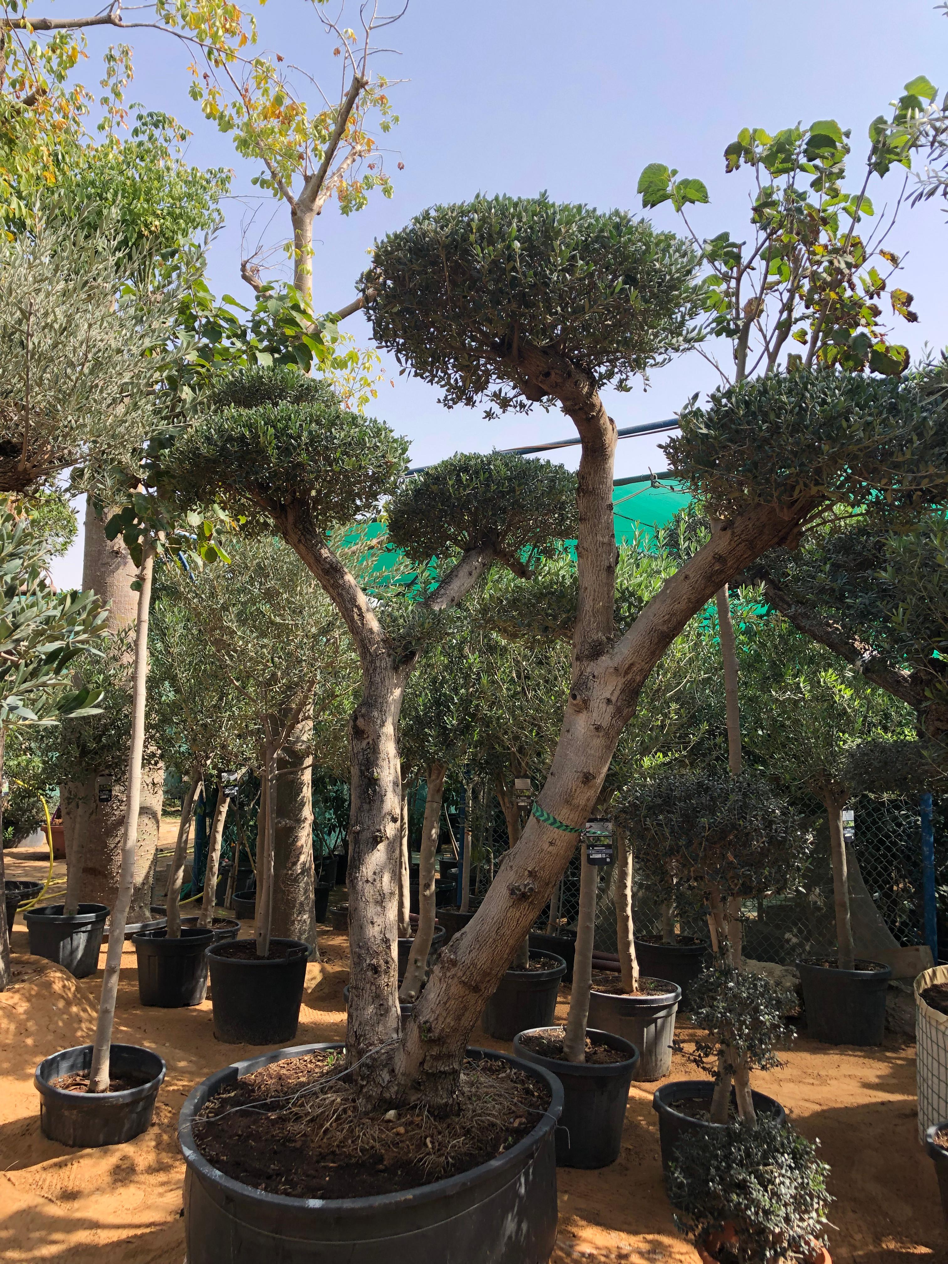 Bonsai Olive Tree Plants UAE. Potted trees in a garden setting with a clear sky.