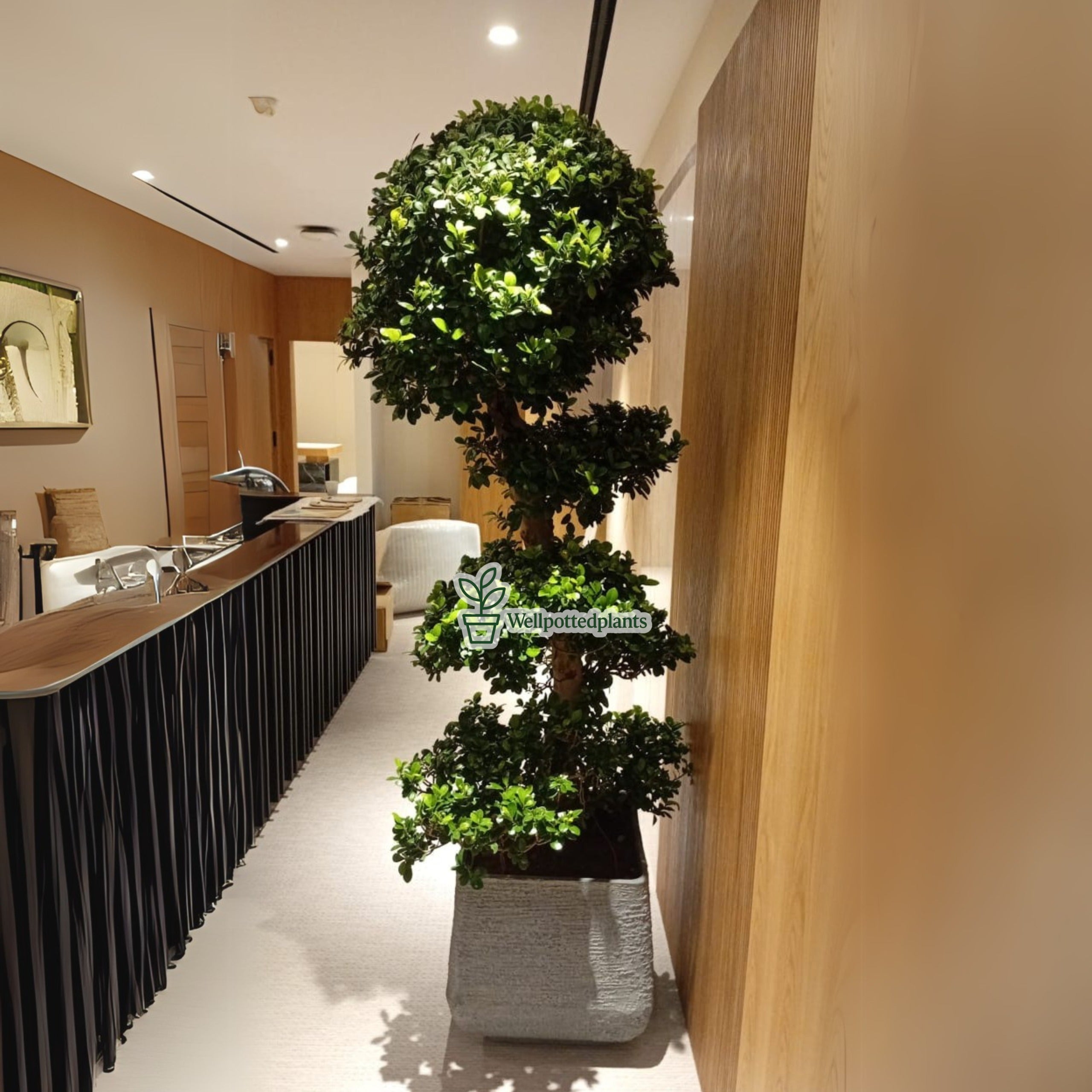 Bonsai XL in Plastic Pot 1.8 to 2m Plants UAE.