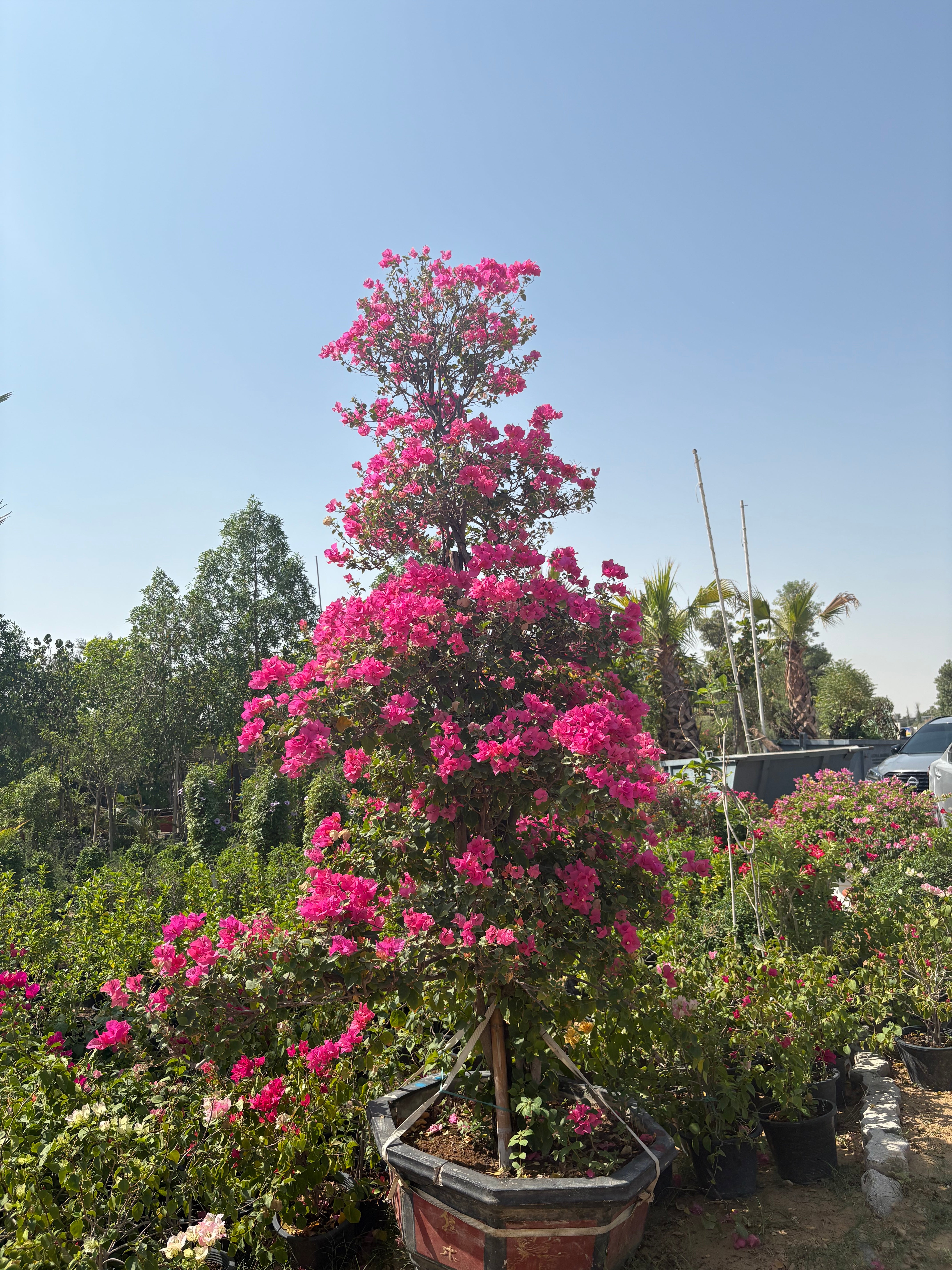 Bougainvillea Bonsai Giant Premium Rare Collectible Plant Dubai.