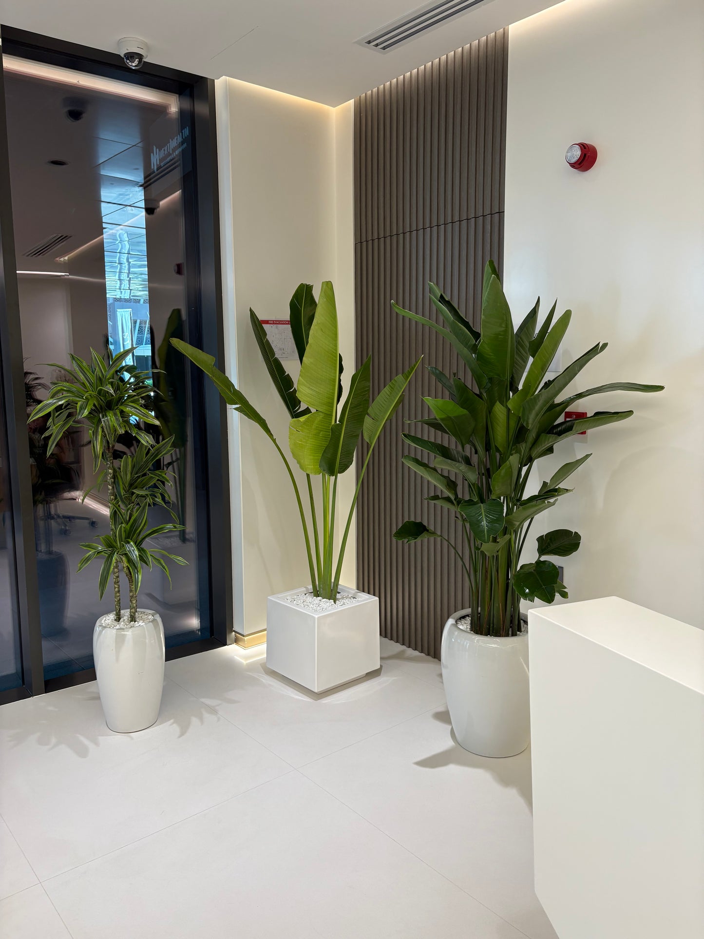 Office Plants Premium Quality Big Bundle 3pc Birds of Paradise + Travellers Palm + Dracaena