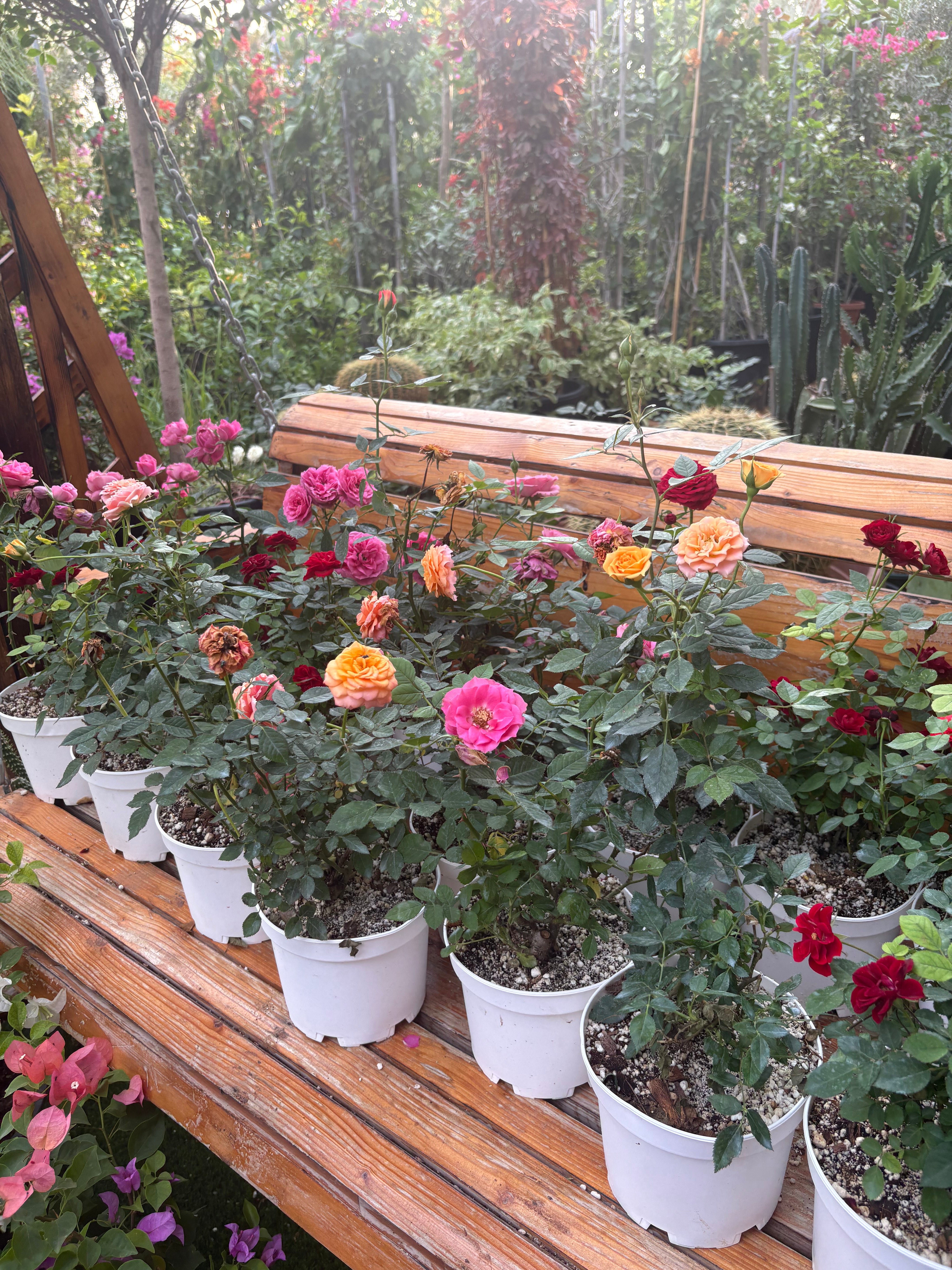 Roses 3pots Bundle Indoor plants UAE
