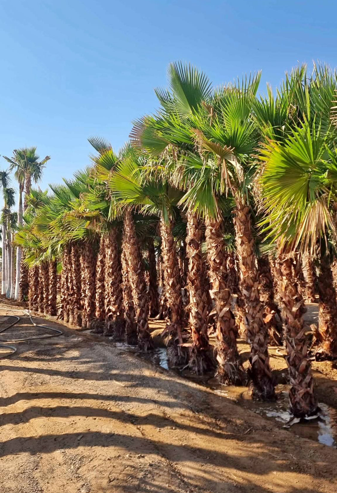 Washingtonia Palm Premium 2m
