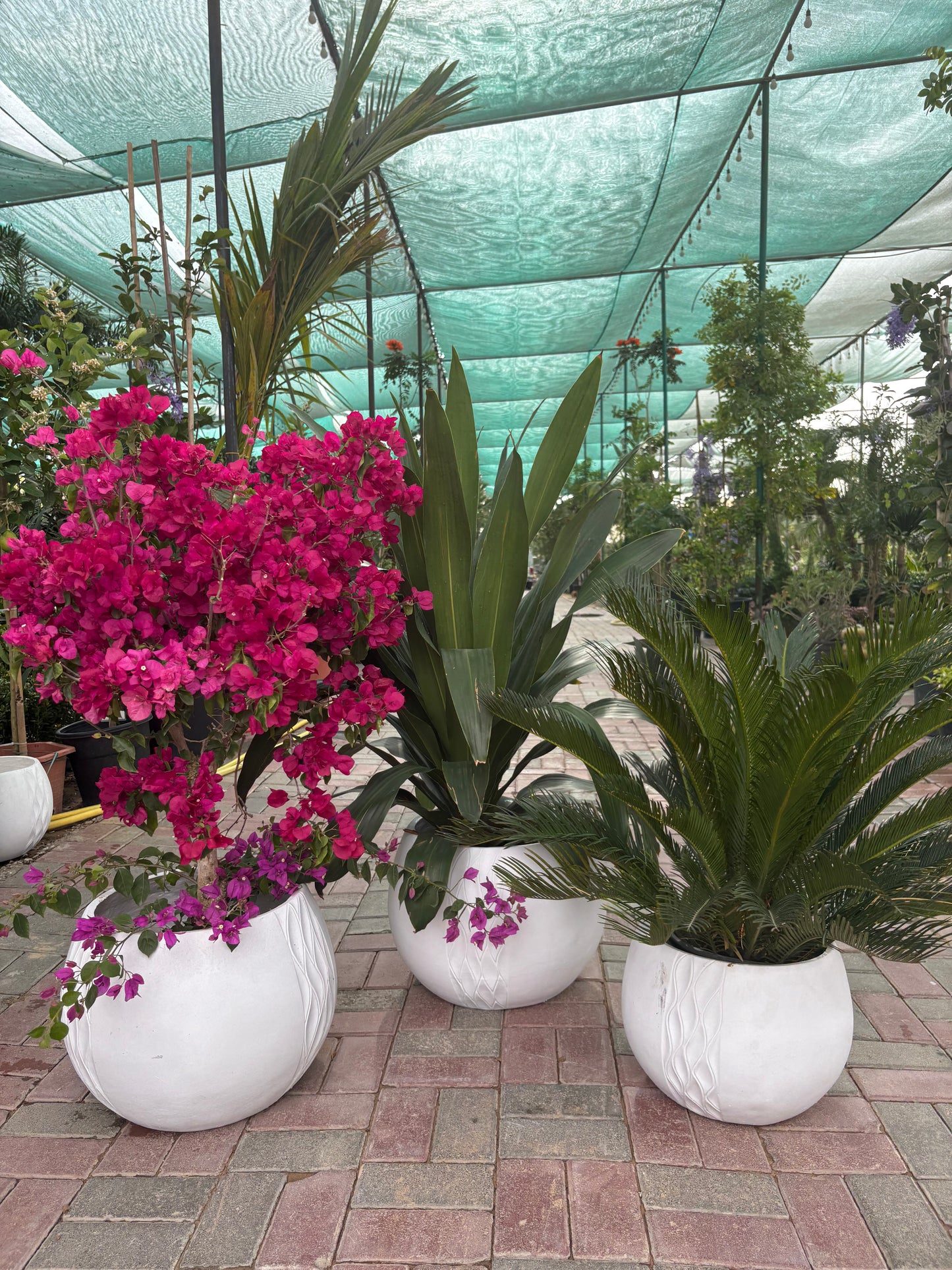 Outdoor Plant Bundle Big Sale 3pc