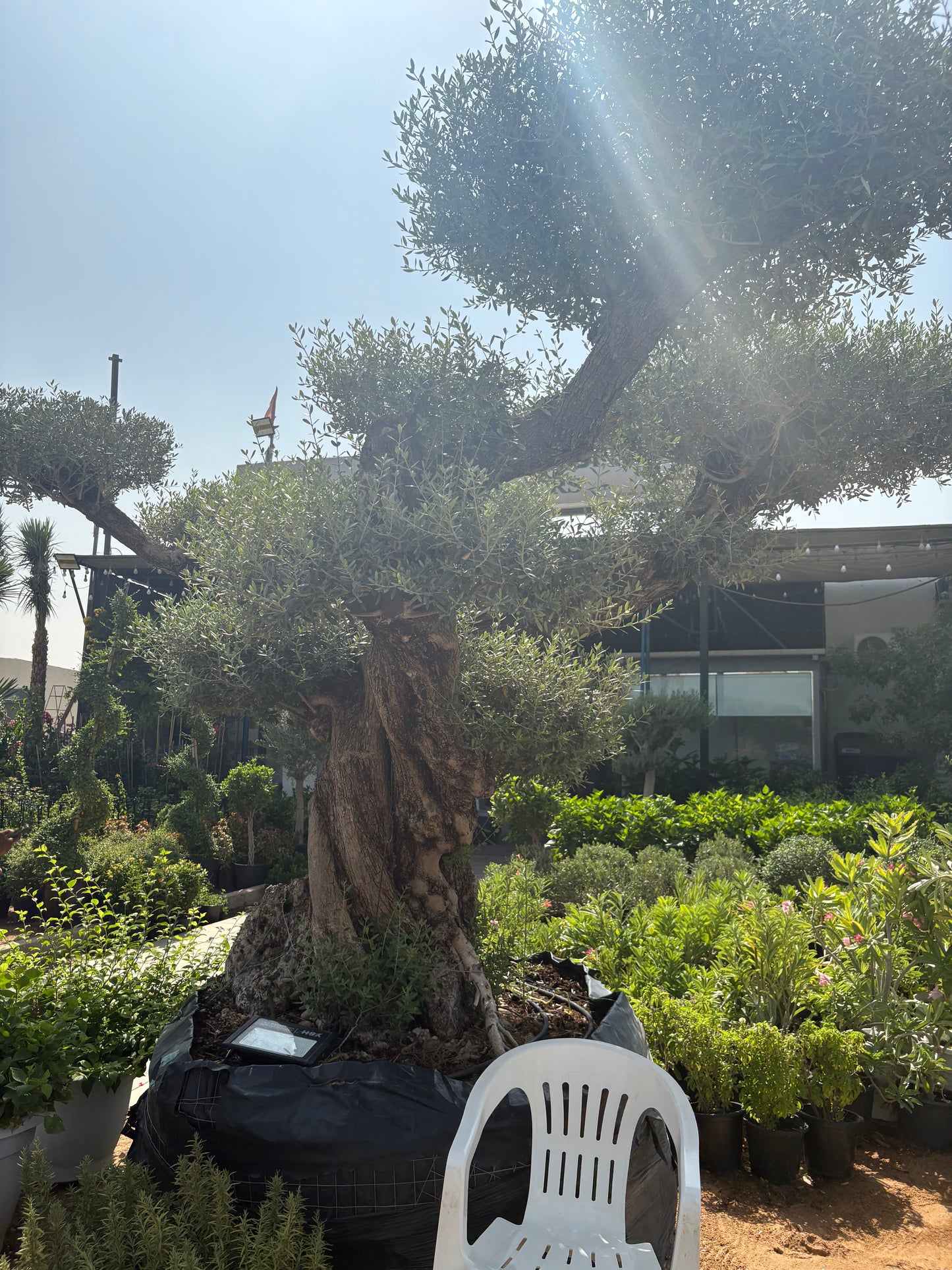 Olive Tree Bonsai 70 yr old