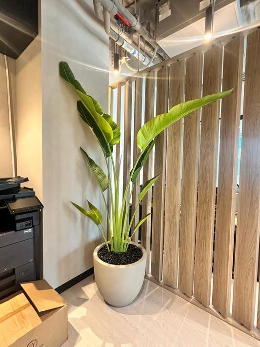 Travellers Palm Big Plant in Beige Pot 3meter Premium