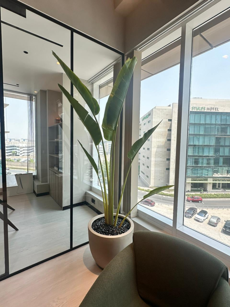 Travellers Palm Big Plant in Beige Pot 3meter Premium