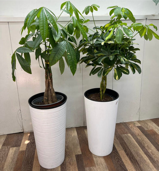 Office Plants Pachira|Scheflera Premium Bundle 2pc