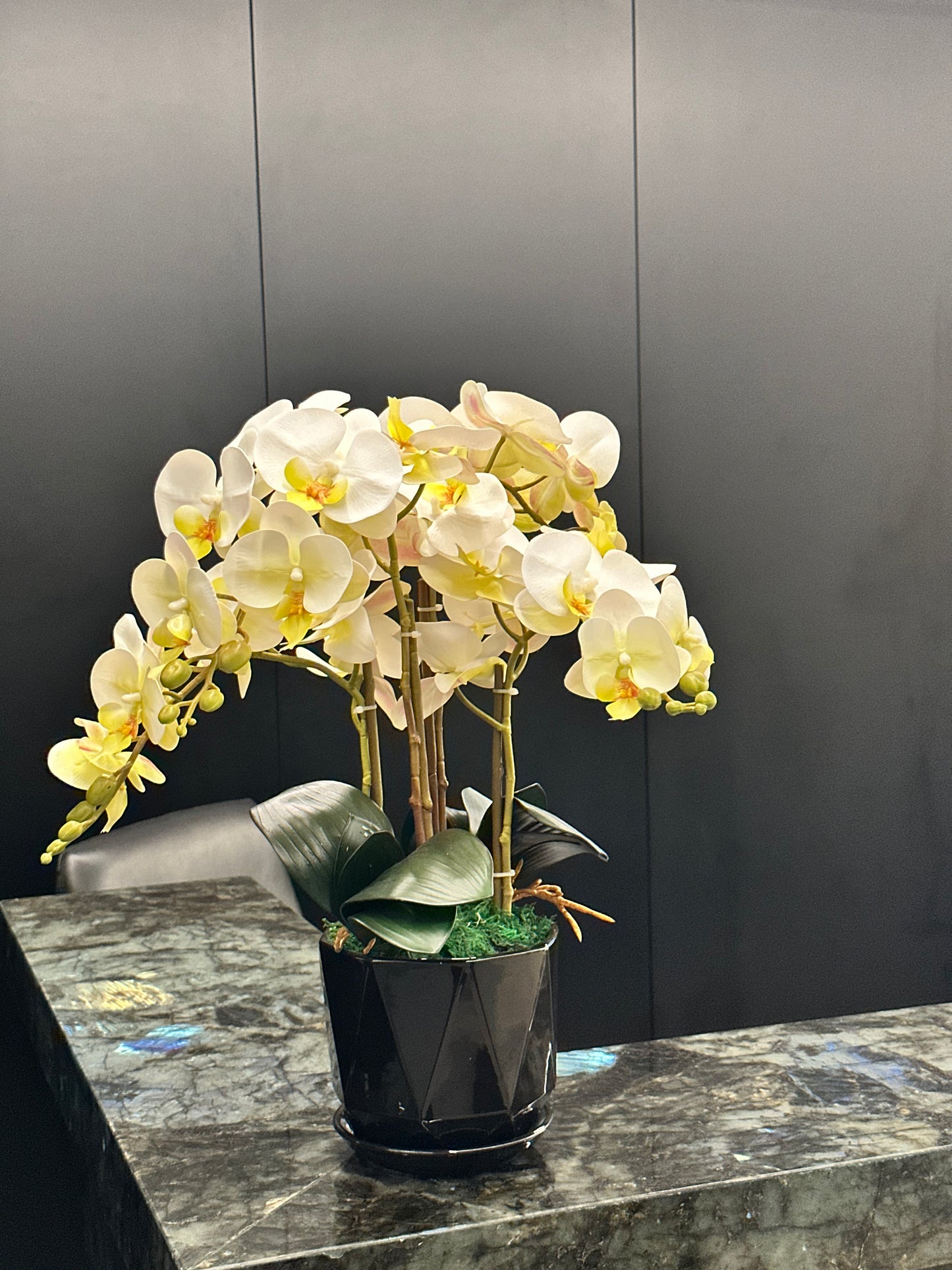 AA Premium Office Plants Bundle in Fiber Pot New