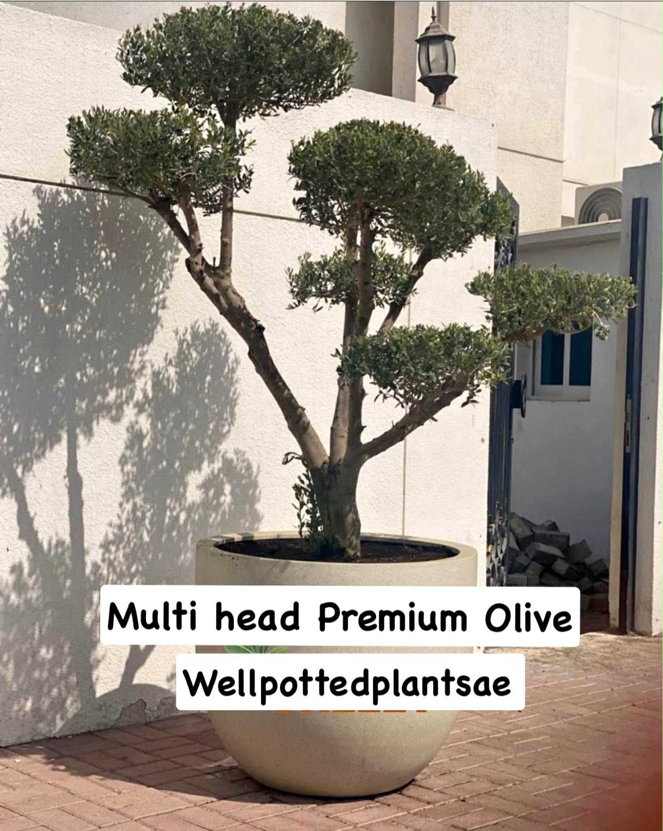 Olive Tree Giant Multiple Head