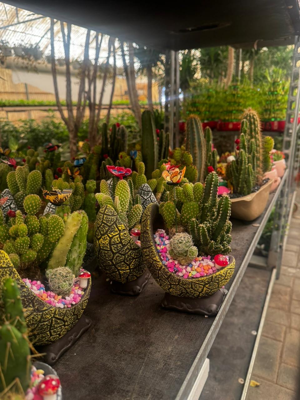Cactus Arrangement Promo Indoor Plants Dubai