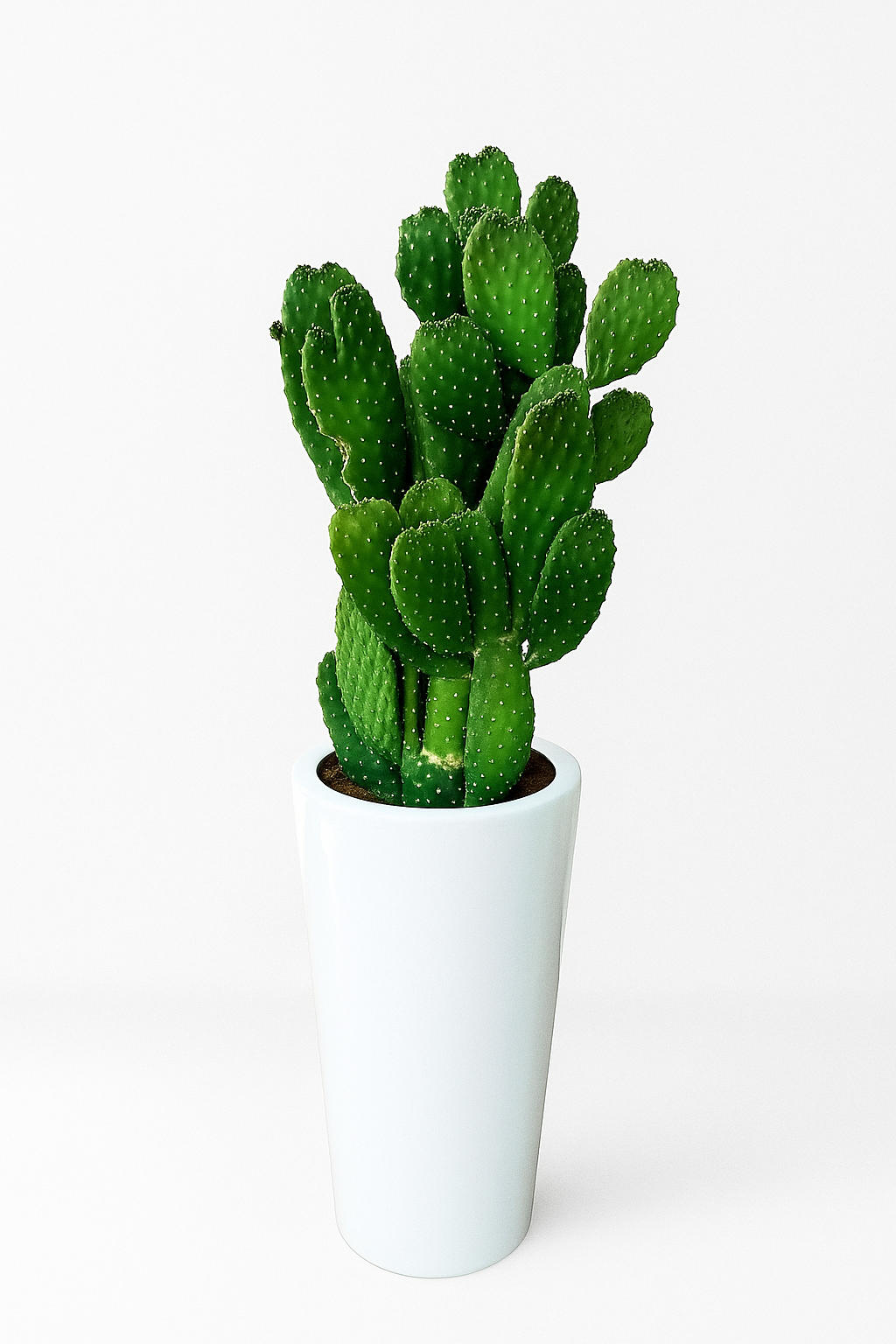 Cactus UAE in Ceramic Plants UAE.