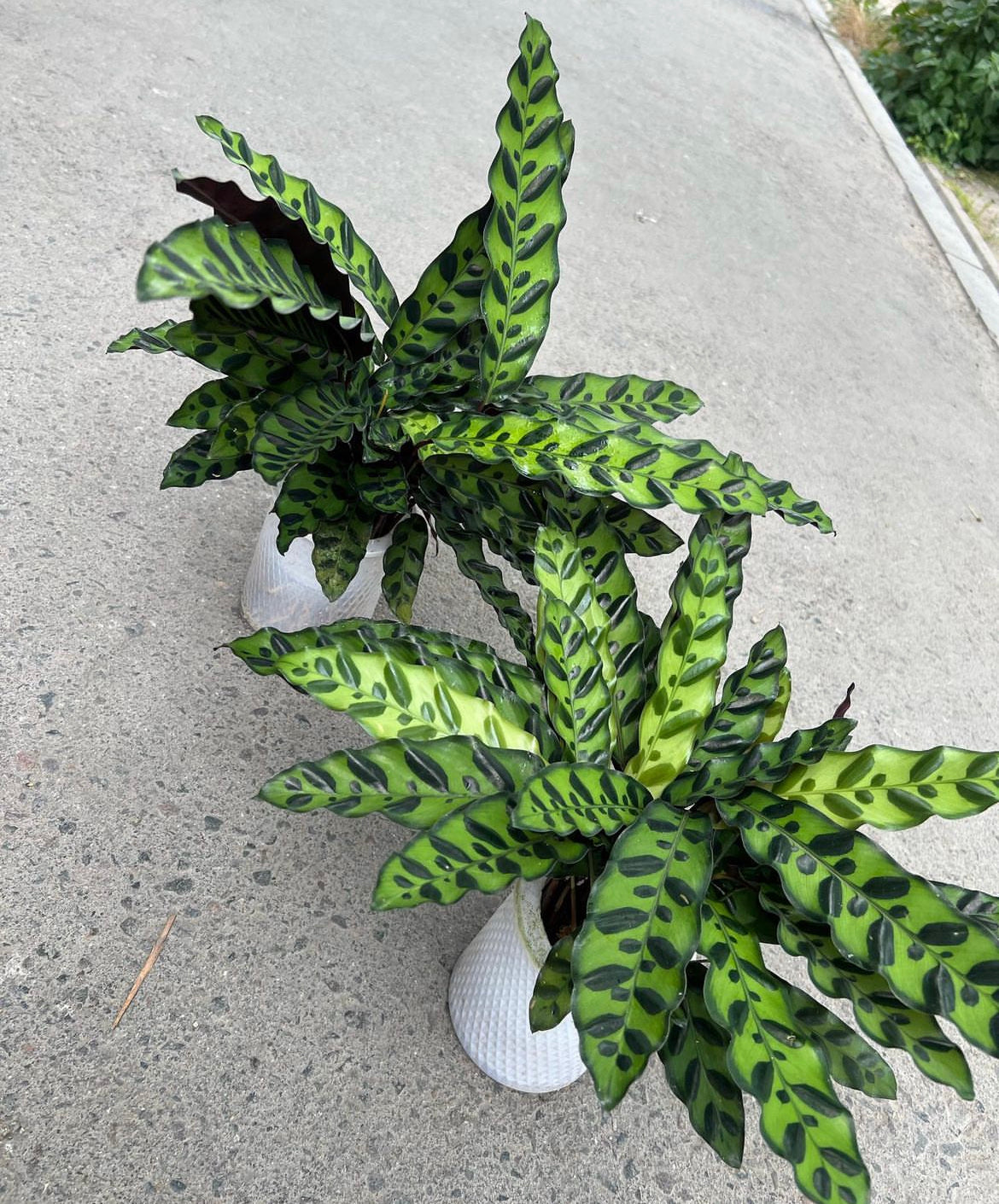 Calathea Zebrina Each Plants UAE.