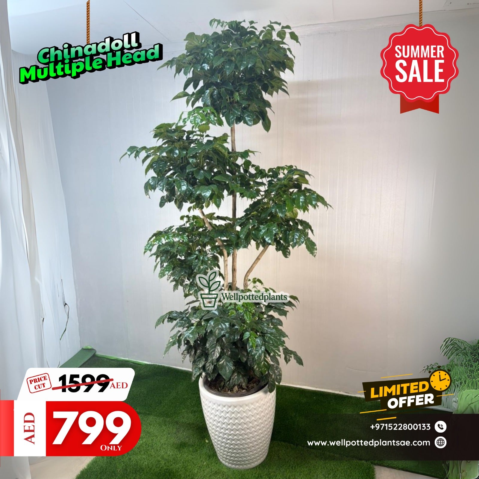 Chinadoll Multiple Head in White Plants UAE.
