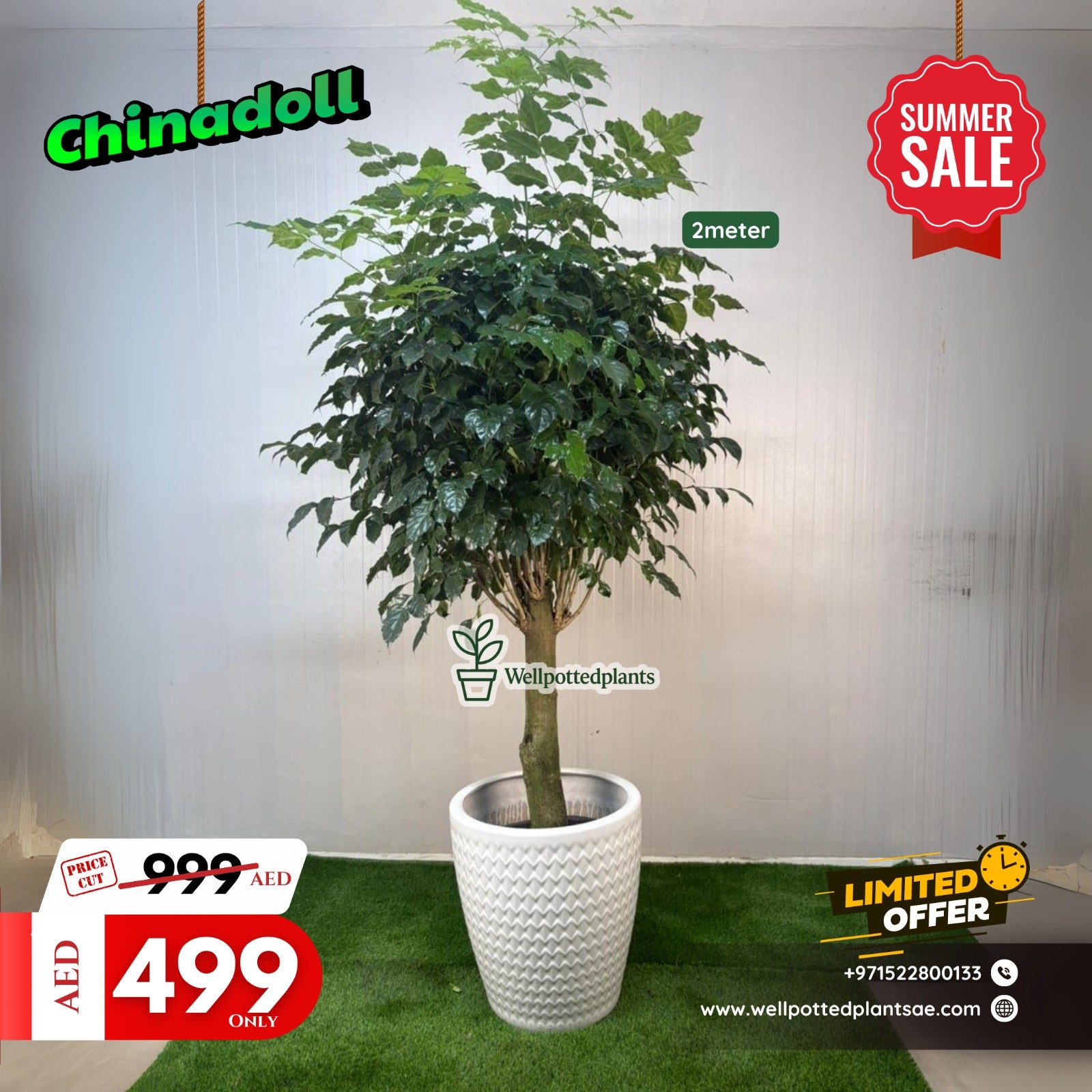 Chinadoll XL Promo Plants UAE