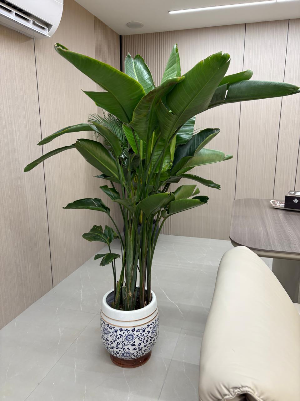 Chinese Classic Ceramic Pot Hand Made Plant UAE