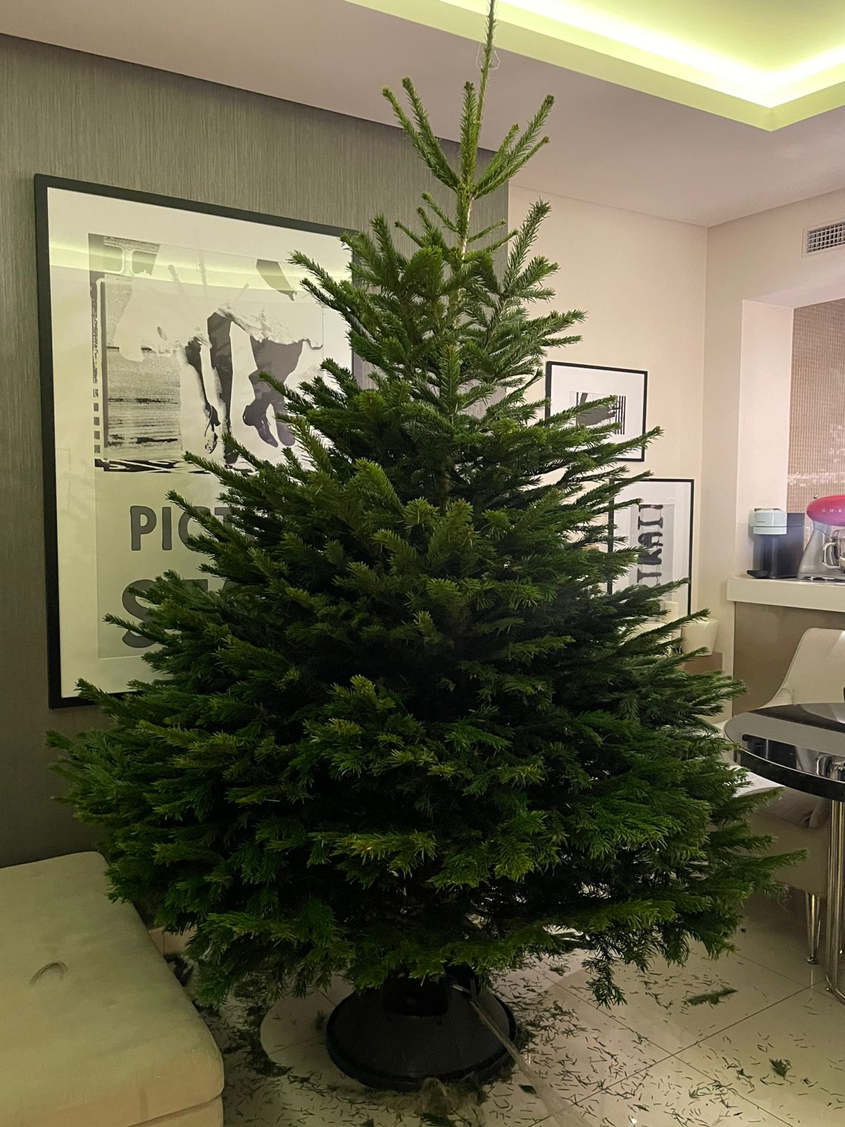 Christmas Tree 1.5m to 1.7m in White Pot Plants UAE.