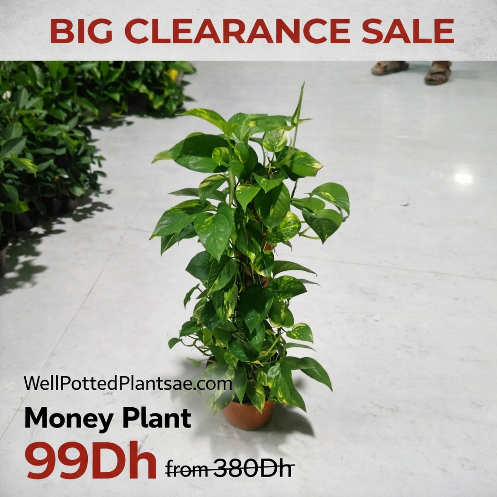 Potted money plant on a tiled floor with clearance sale text overlay