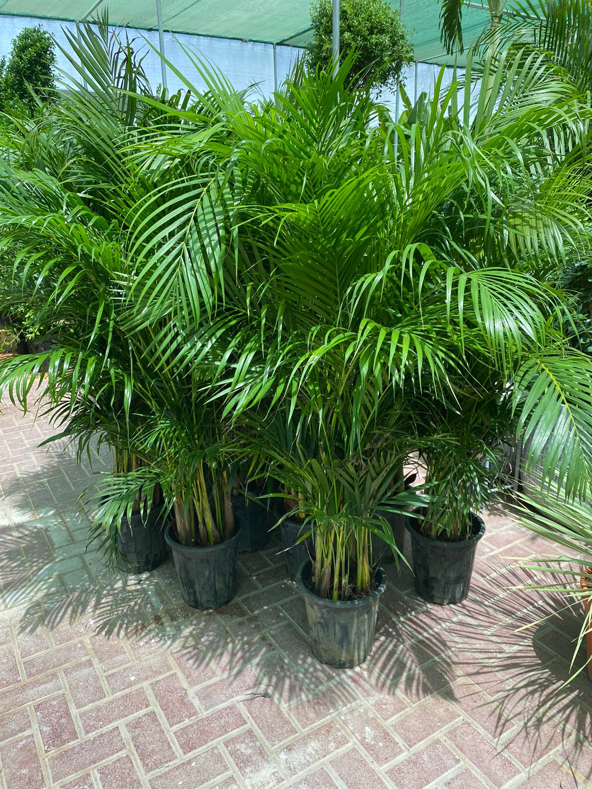 A group of Areca palm plants in black pots, displaying lush green foliage.