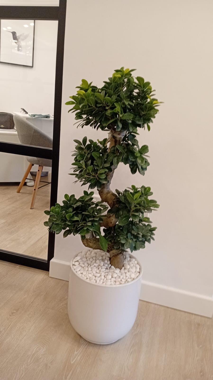 Potted bonsai plant in a white pot on a wooden floor.