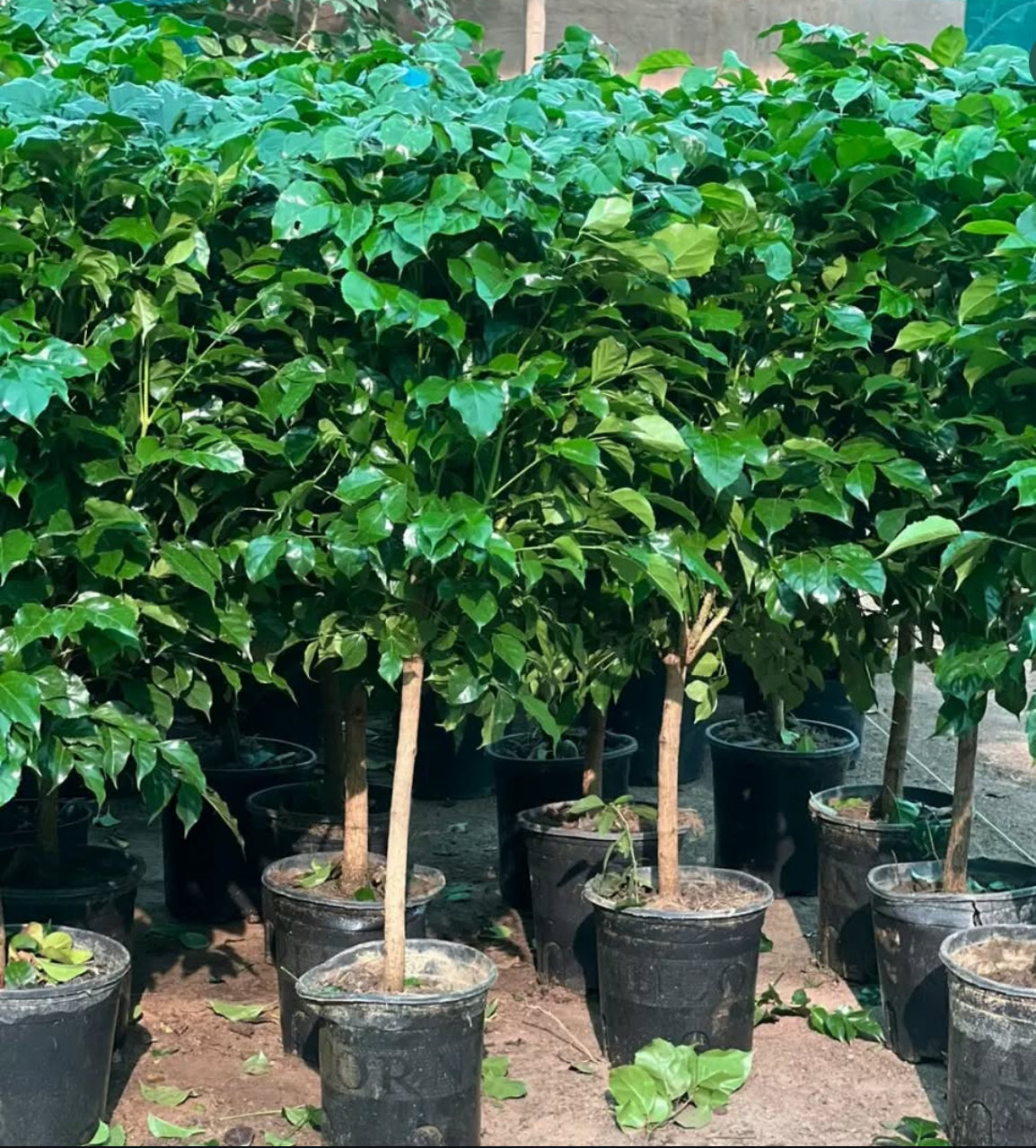 Clearance Sale Chinadoll in Plastic Promo Plants UAE.