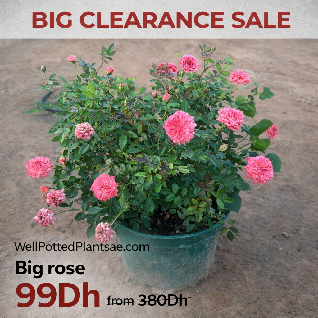 Potted plant with pink flowers on a concrete surface, featuring a clearance sale text.