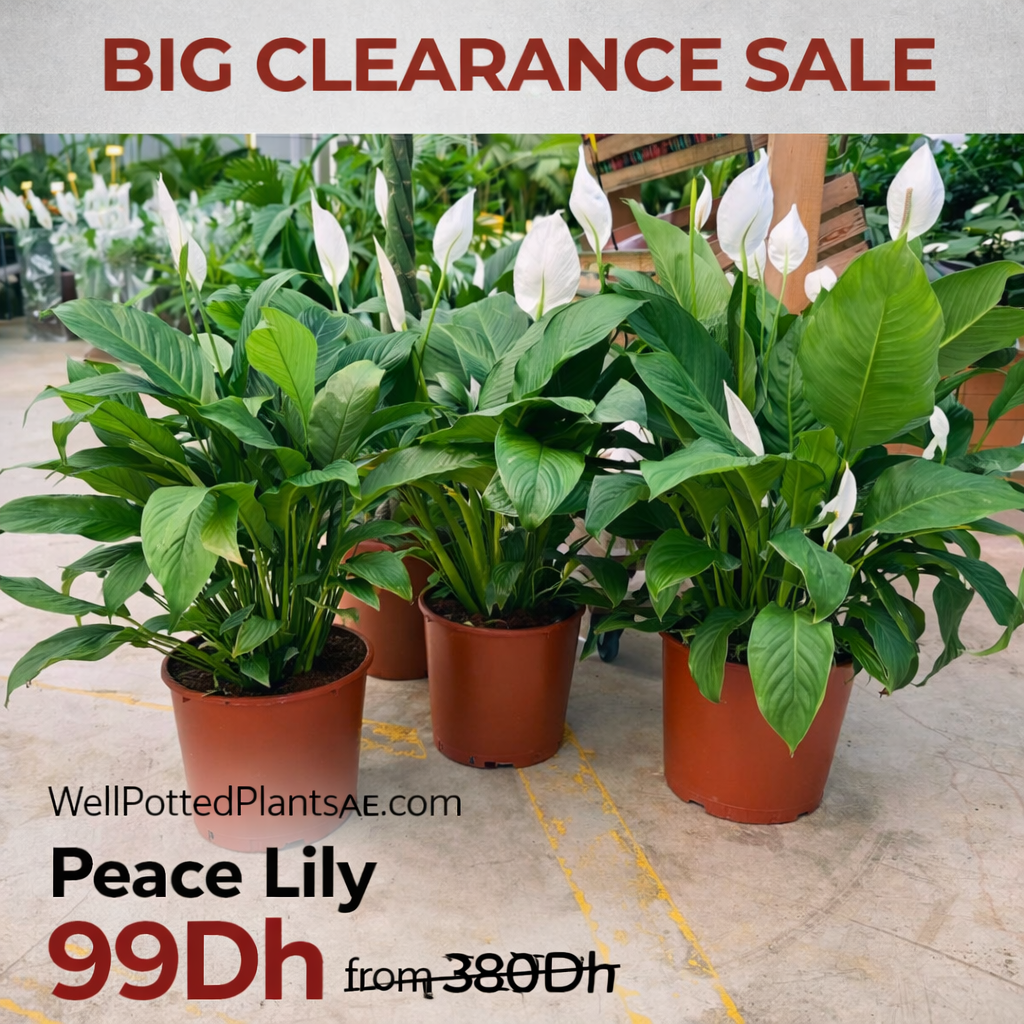 Potted peace lilies with a clearance sale sign in the background