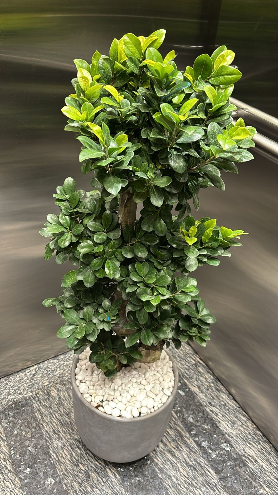 Potted bonsai plant on a stone surface