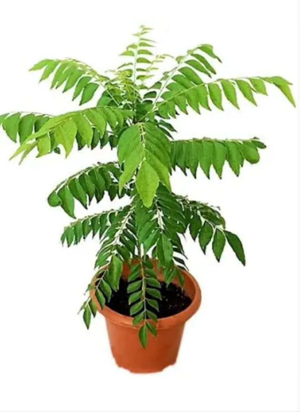 Curry Leaf in Plastic Pot Plants UAE.