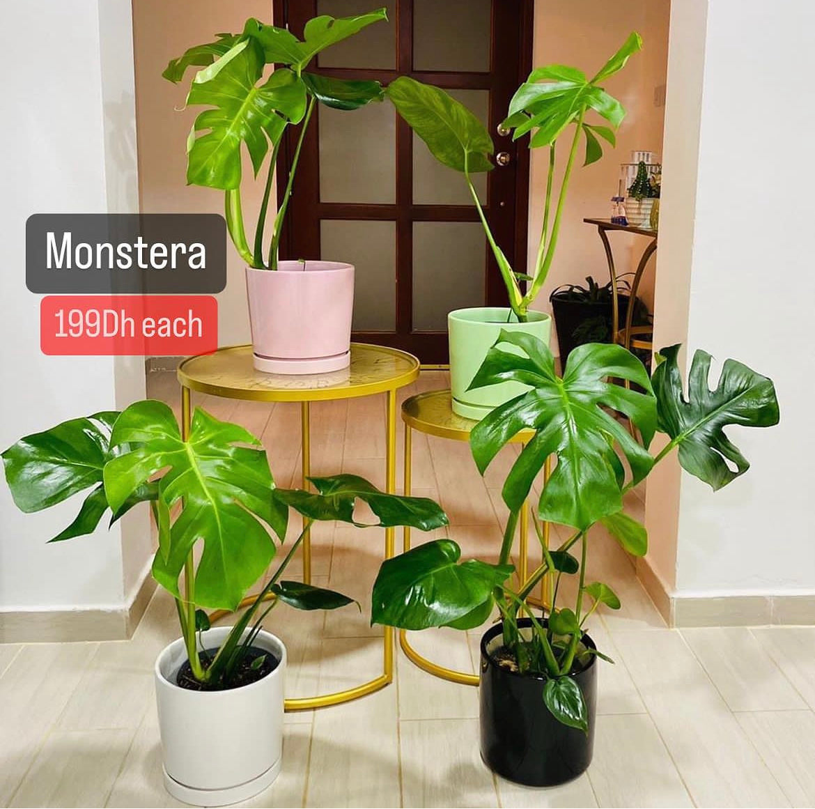 Monstera PROMO